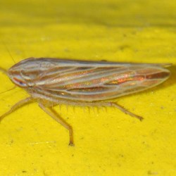 Mocydia crocea